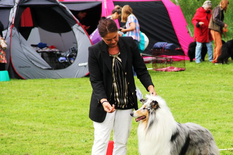 Ässtorps Universal Blue SKK Int.nat Show 2014 1:a öppenklass hanar CK.2:a Segrarklass hanar CERT.ReservCACIB