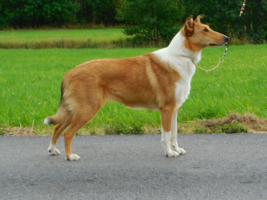 Hips Free HD A/A.
eyes:crd
Känd mental status

Champ,Quality Sweden Kennel Club Nat,Show 2015
Norway Kennelclub Dobermanclub 2016
Best female openClass Excellent.Champ,quality.
Second best Female WinningClass CAC/CERT
