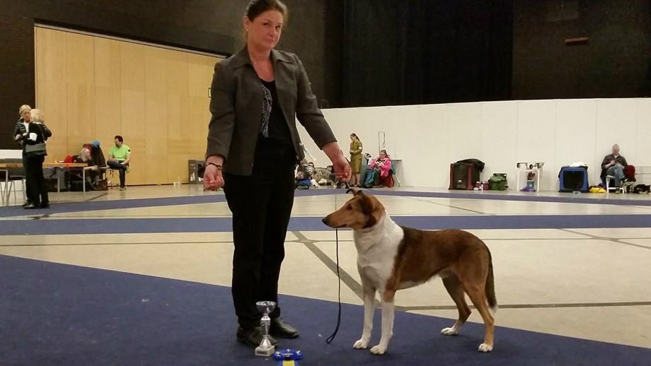 Mighty s Spring Meadow Joel Jago 14 månader
SEJunW-15
SKK Int.Show My Dog 2 2015
Excellent.CK bästa Junior Crufts Kvalificerad 2016
2:a bästa hane Segrar klass CERT
Domare.Åke Cronander