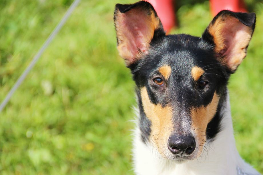 Straightlines Gold Quality
1 Unghund Excellent My Dog 1-15
!:a Bästa Junior Int.Show Excellent Vänersborg-14
3:a Bästa Junior Excellent Nat.Show Backamo-14
2:a Bästa tik Segrarklass Nat,Show  CK.ReservCERT Backamo -15
äg:Marylene