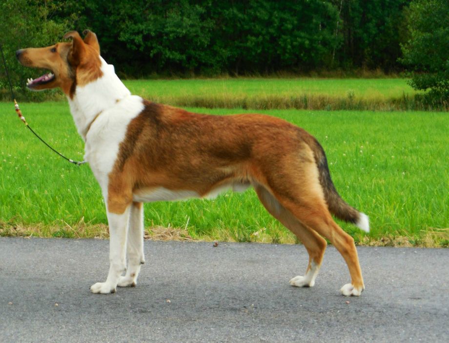 MSM JOEL JAGO 
CEA/PRA/KAT free.DNA test Homozygot/Dominant smooth/korthår.HD-A /Hips free
BIR valp SKK Int.Show Vänersborg
Excellent 2:a bästa Junior SKK Nat.Show Ljungkile
Excellent.CK Crufts kvalificerad 2016 bästa junior.
2:a bästa hane Segrar klass CERT.Int Show My Dog SKK 2015
Ch.Quality.CAC.
SKK.Nat.Show Tvåker-15 CK CERT BIM
MH Skott 2