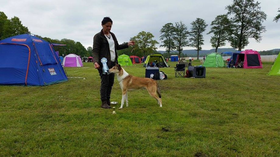 SKK Nat.Show 2015 Best Junior ChampQuality.Second best male WinningClass ReservCAC