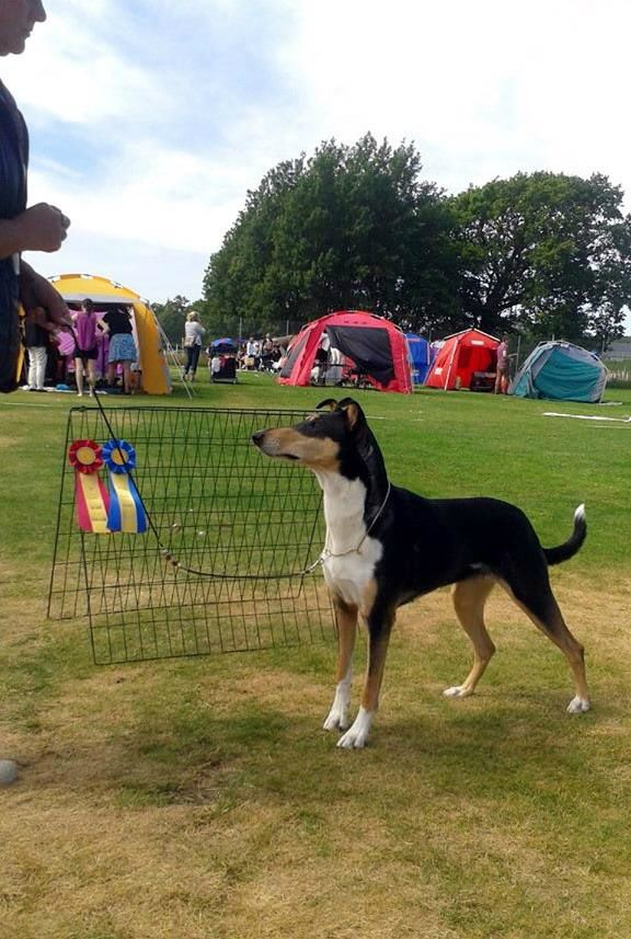 CK CERT BIR Alertness Jollity
SKK Nat.Show Tvåker Hallands Kennel Klubb