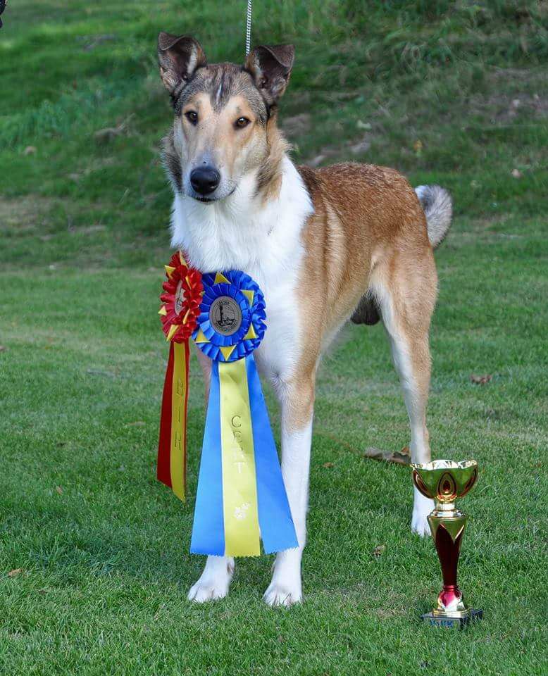 CAC BOB
Sweden Nat Show 2015
14 moonths