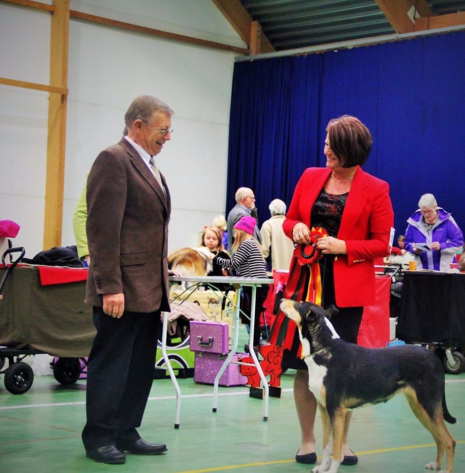 NOUCH Alertness Jollity
Best female CAC BOB Norway Champion !!
Letohallen Mars-16 Judge Leif Jörgensen Lehmann Danmark