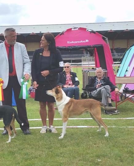 IDS DKK Bornholm-17
Mighty's Spring Meadow Lia Luc.Best male openclass Champquality.Best Male WinningClass,CAC/CERT,CACIB BIM,New Danmark Champion DKCH .