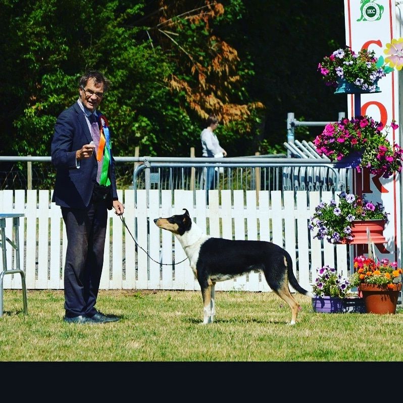 (CH) IRL.JUNIORCH Croatia Junior Champion Celtic Winner.Straightline's Secret Love 
Best Male Green Star CAC.Championquality.and Best CAC BOB BIG 3
