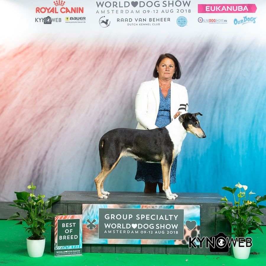 World dog Show Amsterdam. Speciality 
NOCH DKCH ALERTNESS JOLLITY Was BOB. 