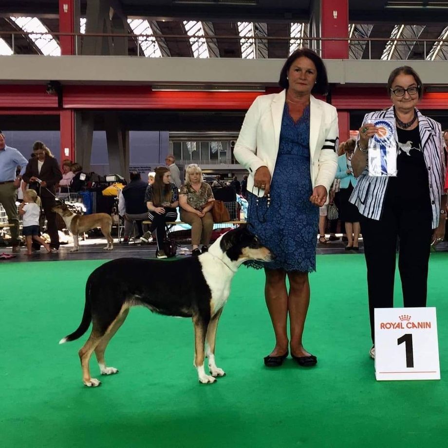 World dog Show Amsterdam Specialties 
NOCH DKCH ALERTNESS JOLLITY Was best female Champion Class Excellent. Best female Winning Class. Dubbel CAC. BOB 
And her Son Titles. Straightline's Secret Love Best Male Intermediate Class Excellent. Second best Male Winning Class CAC. 