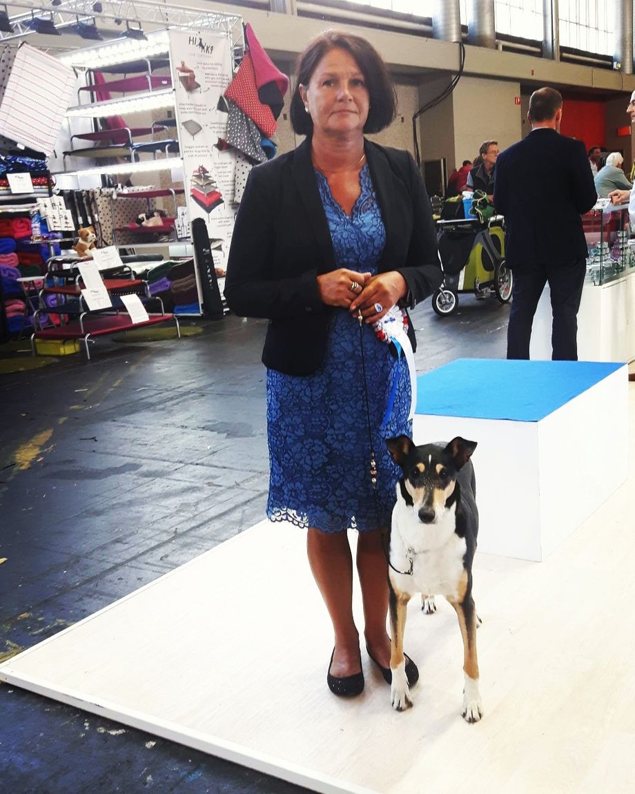 World dog Show Amsterdam Bennelux Winner Show. 
NOCH DKCH ALERTNESS JOLLITY Was second best female Champion Class Excellent. And 3 best female Winning Class. 
And  Straightline's Secret Love Best Male Intermediate Class Excellent. 