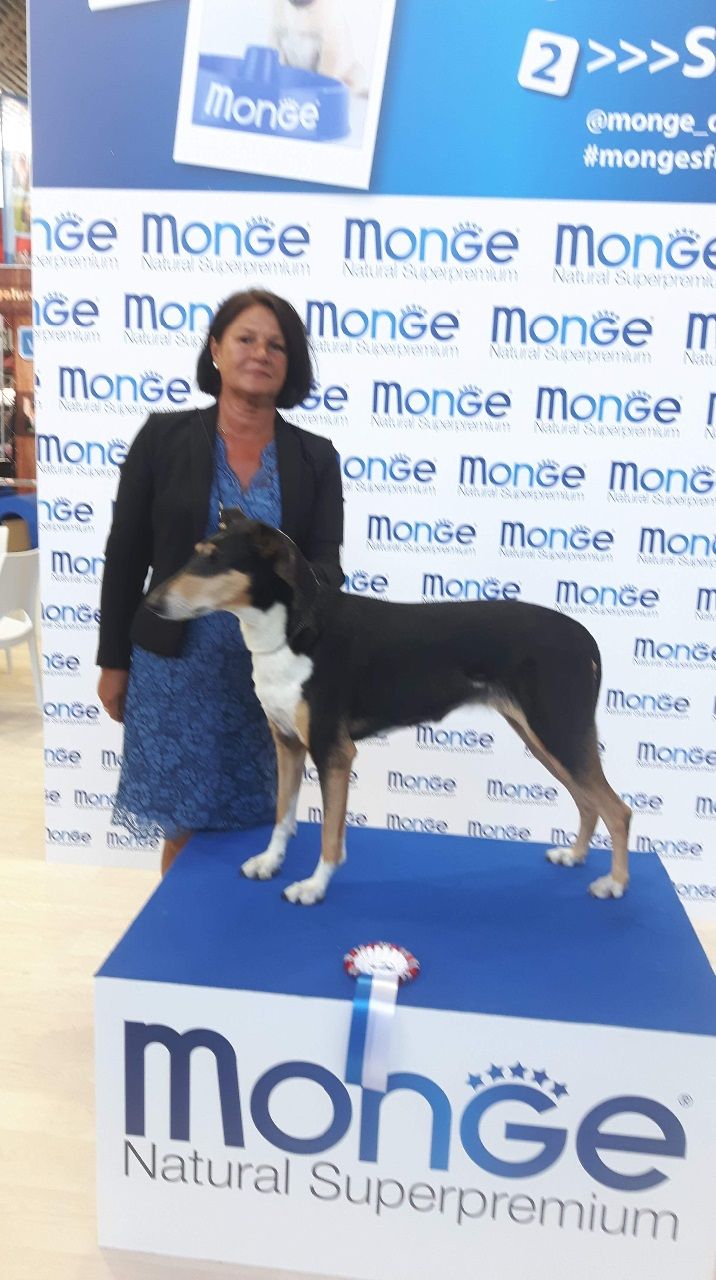 World dog Show Amsterdam 
NOCH DKCH ALERTNESS JOLLITY Was 4 best female Champion Class. 