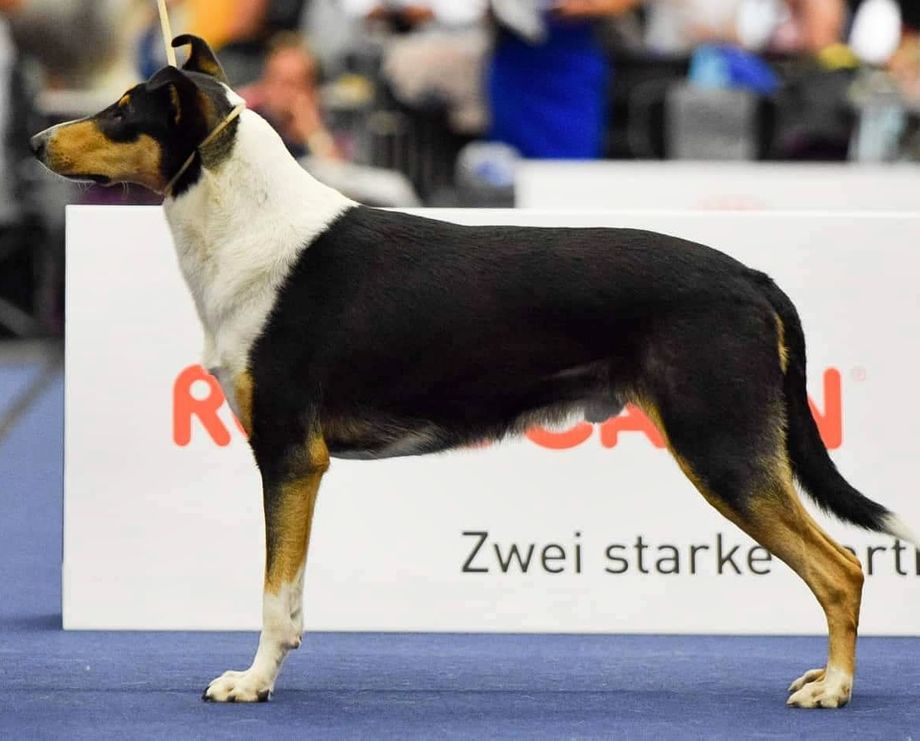 CH Straighline's Secret Love at Seanchrois
Europian Winner 19 
Ouwner Sean O Briain Ireland 