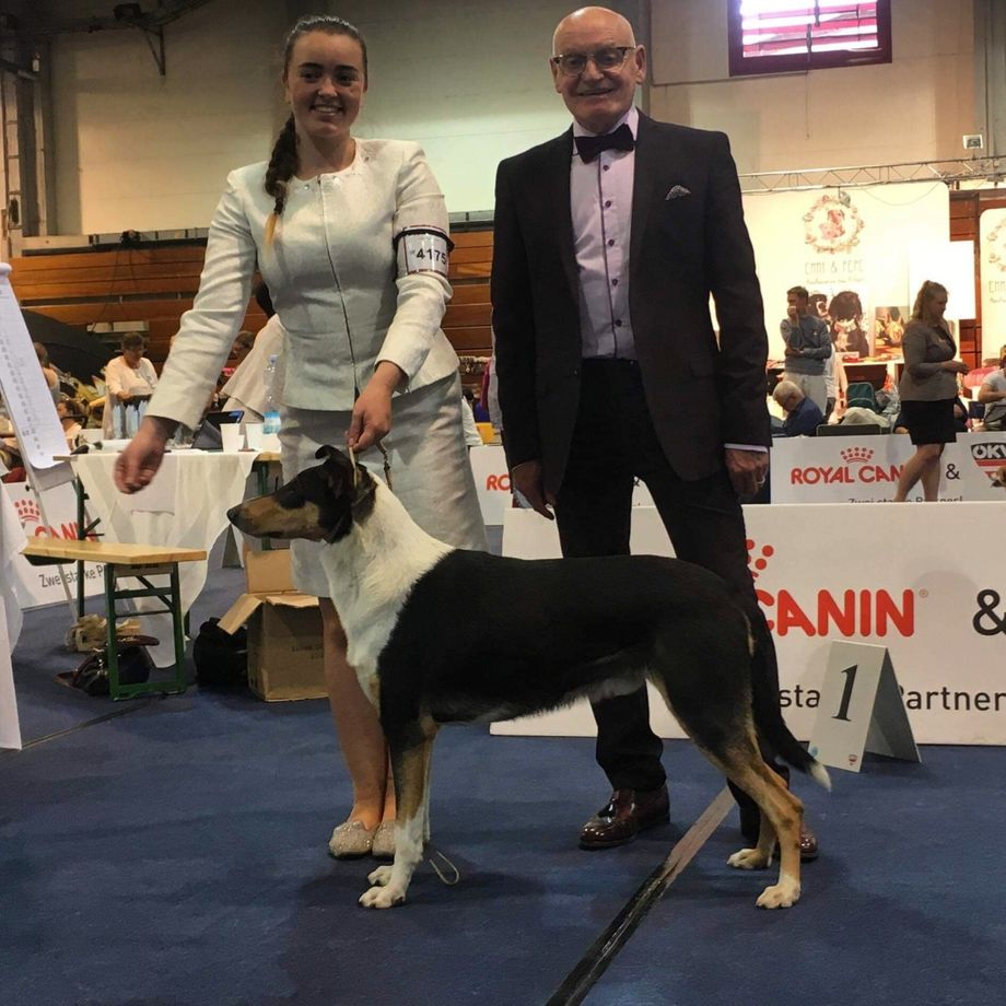What a Wekeend Day 2 Austria.
Sapo CAC CACIB Austrian Winner 19 and BOS🏆🏆🏆
CH Titles Straightline's Secret Love at Seanchrois ❤️
Big thanks to Ouwner Sean OBriain Seanchrois Collies Ireland 😀
And to Scarlett Burnside how handled him so professional🏆
Judge Mr B. Croft (UK)