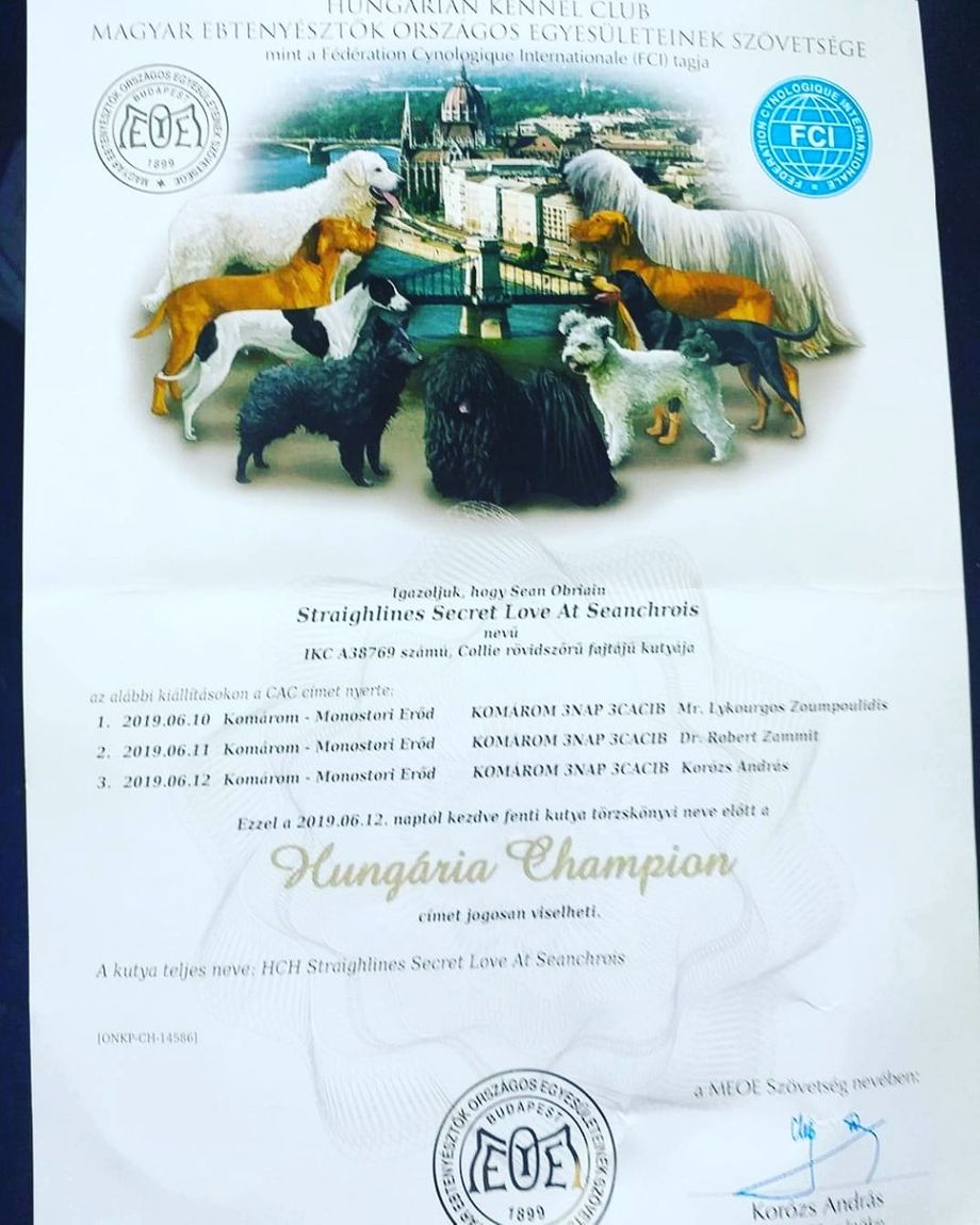 Its Official. Ch Straightline's Secret Love at Seanchrois, CW18,19, CJW18, EW19, BEW18 BeBW18 AmsW18 is now Officially Hungarian Champion . 