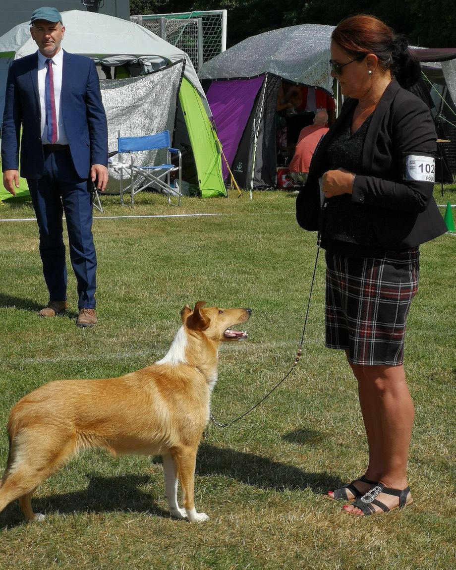 SKK Nat show. Borås. Straightline's Universal Lady
Bästa Junior excellent Champion Quality 
Bästa tik Segrarklass Cert BIM 
