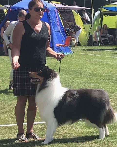 SKK Nat show Borås.
Straightline's Tip Top 
Best Junior Male. Excellent Champion Quality 4 best Male WINNING CLASS CAC. Cert