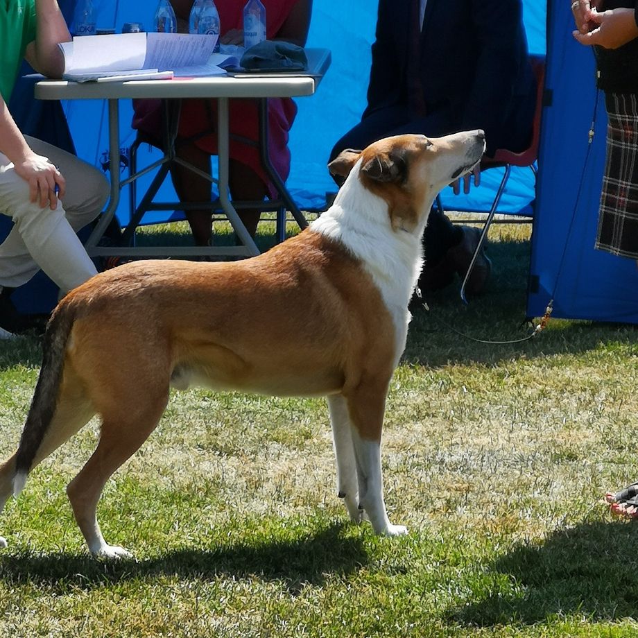 NOCH DKCH MSM Lia luc
2 best Champion Male. Excellent 