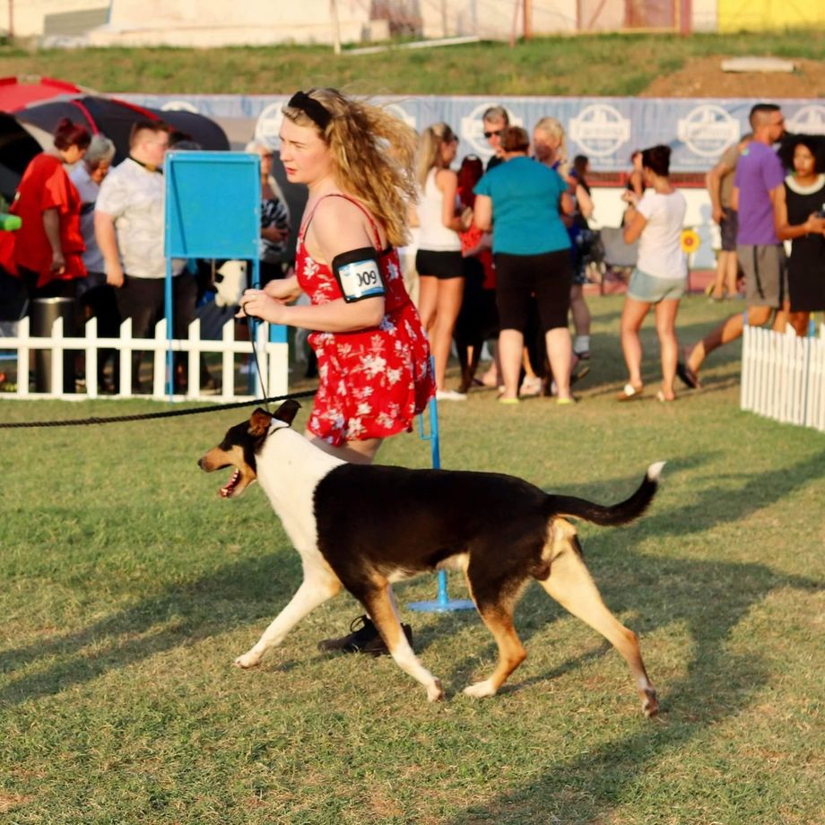Day 3 Summer Nights Show Splits Croatia.
CH Straightline's Secret Love at Seanchrois 
Best Male Champion Class CAC. Best Male Winning Class CAC BOB. 
Congratulations to Sean O Briain Ireland. 