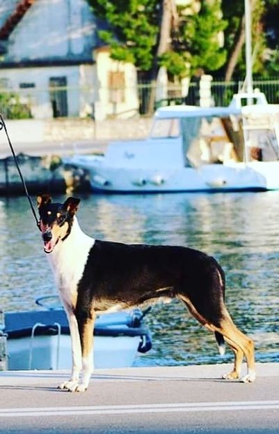 Day 4
Splits Croatia night show 
Best Male Winning Class CAC BOB 
CH Straightline's Secret Love at Seanchrois New Croatian Champion 😀🍾🍾