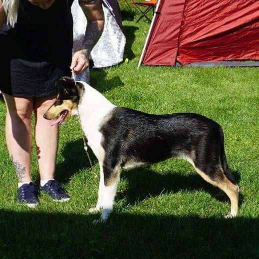 Big Congratulations to Anne-Karin in Norway.
Straightline's X-tra for Me. Day 1 BOB Puppie. Big 4 
Day 2 BOB Puppie. 