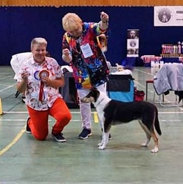 Big Congratulations to Anne-Karin in Norway.
Straightline's X-tra for Me 
BOB Puppie. Big 3 puppie. Juhujudge,Dupas Jean-Jacques.