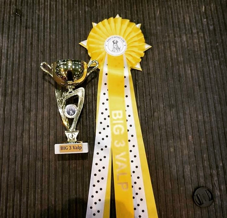 Straightline's X-tra for Me
BOB Puppie Big 3 puppie in Norway Kennel Club. 