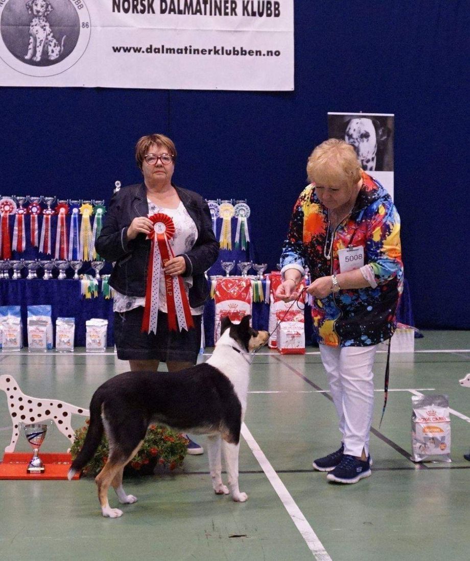 Straightline's X-tra for Me BOB Puppie Big 1 puppie
Big Congratulations to Anne-Karin in Norway 