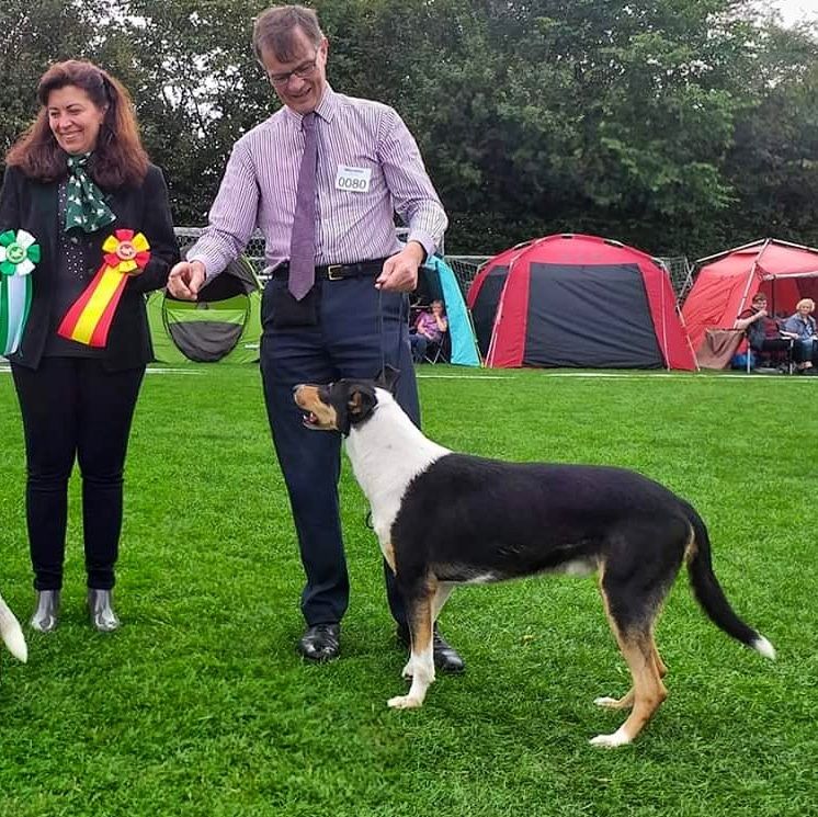 Big Congratulations to Sean O Briain Ireland
Straightline's Secret Love at Seanchrois best Male WINNING CLASS CAC CACIB BOB DKK Bornholm 
And New Danish Champion 🏆🏆🏆