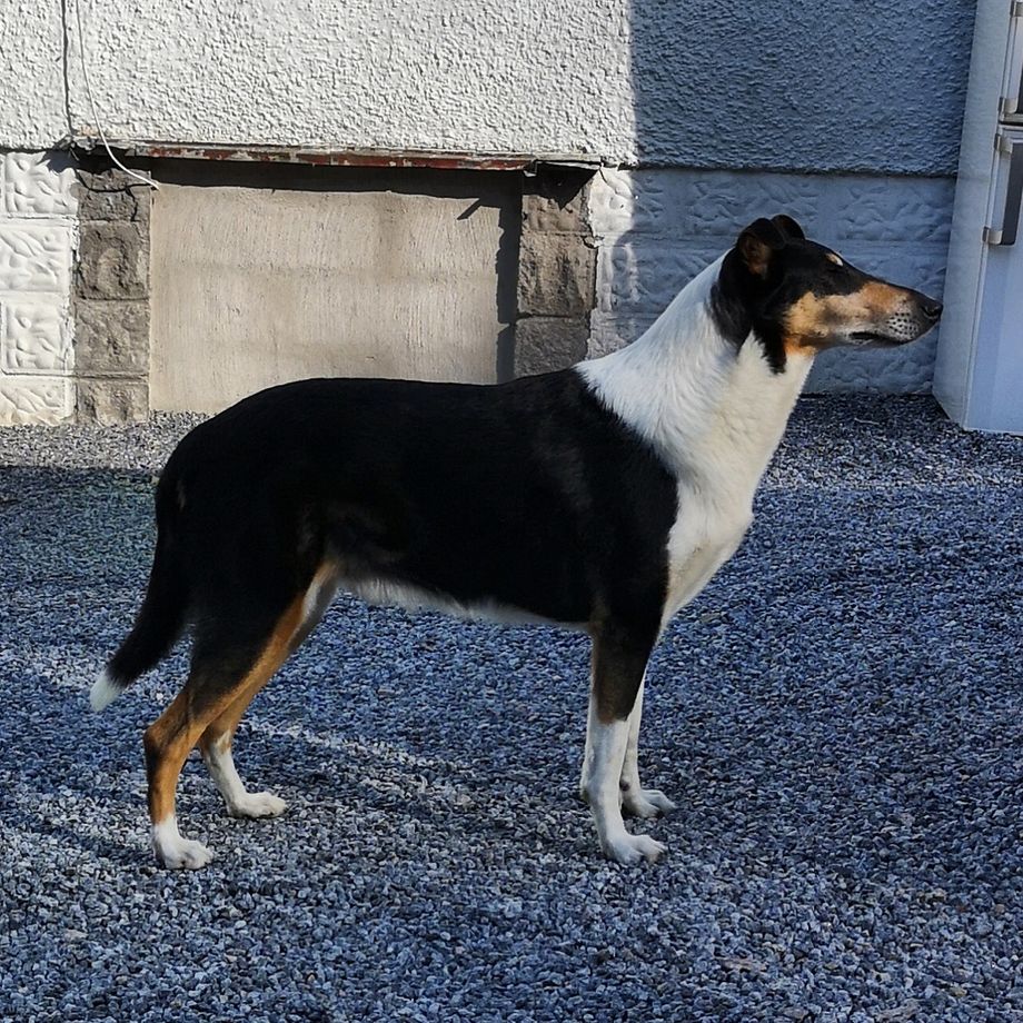 Straightline's Mr Quality NKK IDS Lillehammer
Best Male Open Class Excellent Champion Quality. 3 best Male WINNING CLASS ReservCAC 