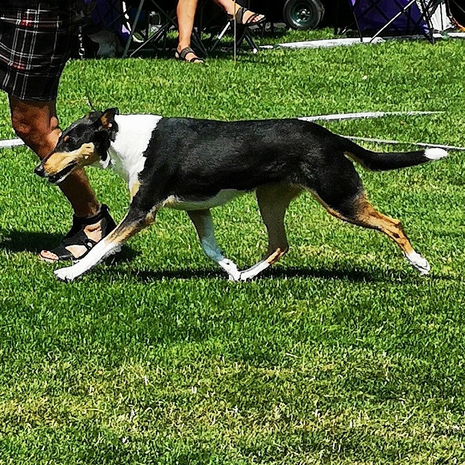Straightline's Savannah Spirit
Best Female Open Class Excellent Champion Quality 
Norway Kennel Club IDS Lillehammer. 