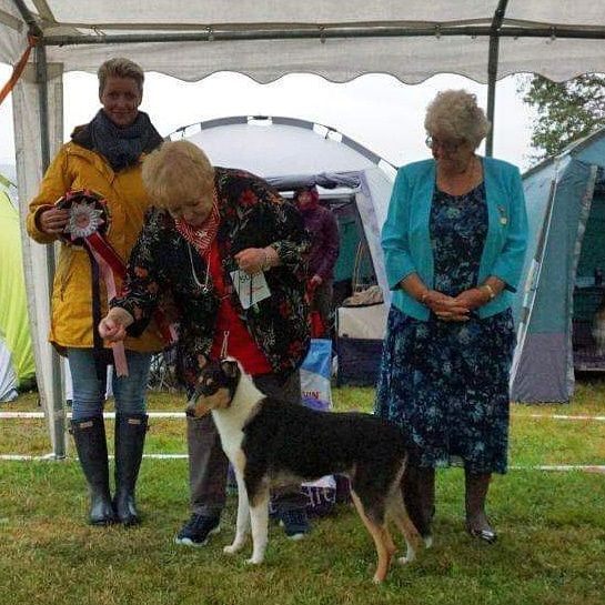 Norsk Collieklubb avd Hedemark/ Oppland 17.08.2019 Strandenga Leirsted Biristrand

We are over the moon today Stripa Straighline`s  X-Tra For Me become BOB and BIS 1 Judge Christine Sonberg and in the BIS finale the special judge from UK Duna Jones and Christine Sonberg both decided for the BIS vinner.
There were 5 smooth collie puppies and 7 Rough collie puppies 16 Shetland Sheepdog puppies.
Every time we took a picture of Stripa she did not stand as we wanted, so not the best pictures.

JIPPI -HURRA Straightline's X-Tra For Me BOB and BIS 1 puppy  to day judge Christine Sonberg med kritiik som følger:

7 mndr. Fem tispe utm helh. Vak skåret hode med flotte rasedetalj. Fin overlinje, kryss og hale. Velvinkl og velkroppet. Utm forbryst. Fin beinst og poter. Utm pels og farge. Bev seg typ fra alle kanter. Herlig temp. BIS ble dømt av Christine Sonberg( N) og spesial dommer for rasen Duna Jones (UK.)
  Masse flotte premier