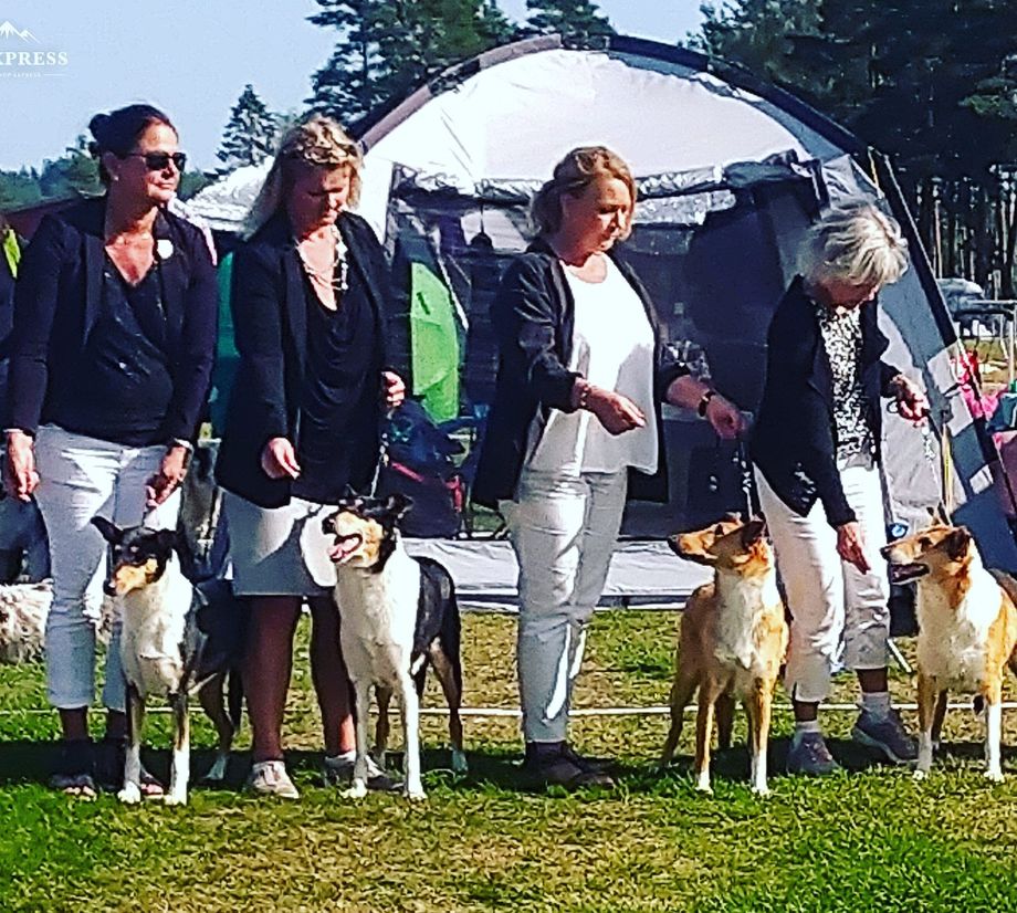 Breeding Group Straightline's Smooth
1 HP. 4 combinations
Sweden Kennel Club Nat show. 