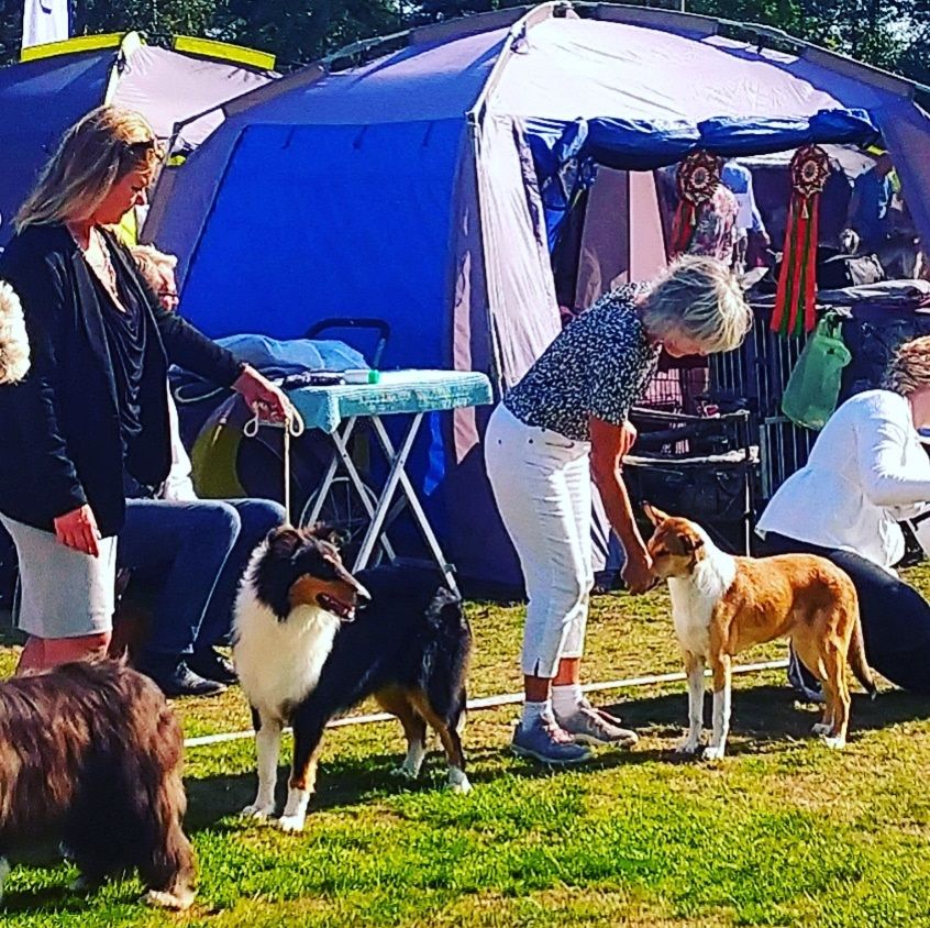 BOB Puppie Rough Congratulations to Carina.
BOB Puppie Smooth Congratulations to Eva-Lisa 
Sweden Kennel Club Nat show. 