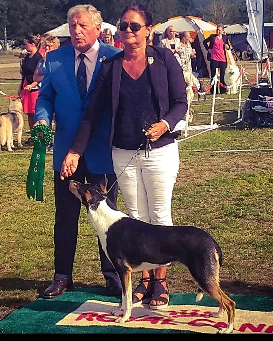 Nat show Backamo Ljungskile Sweden Kennel Club
Straightline's Savannah Spirit best female Open Class Excellent Champion Quality. Best female Winning Class CAC BOB 
Big 4
Judge Mr Tolson Ronnie Ireland 
