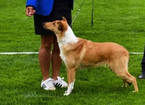 Straightline's Universal Lady
Best Junior Female Excellent Champion Quality. Second best female Winning Class ReservCAC 