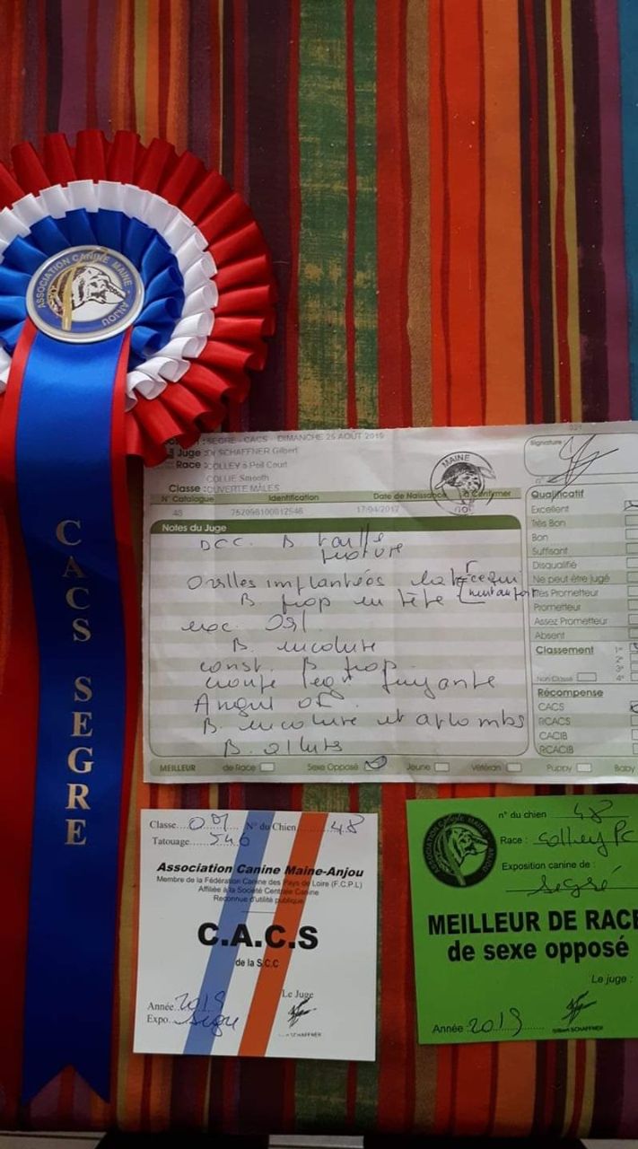 Big Congratulations to Pascal Mulot in France.
Straightline's Starlight Dream CAC BOS 