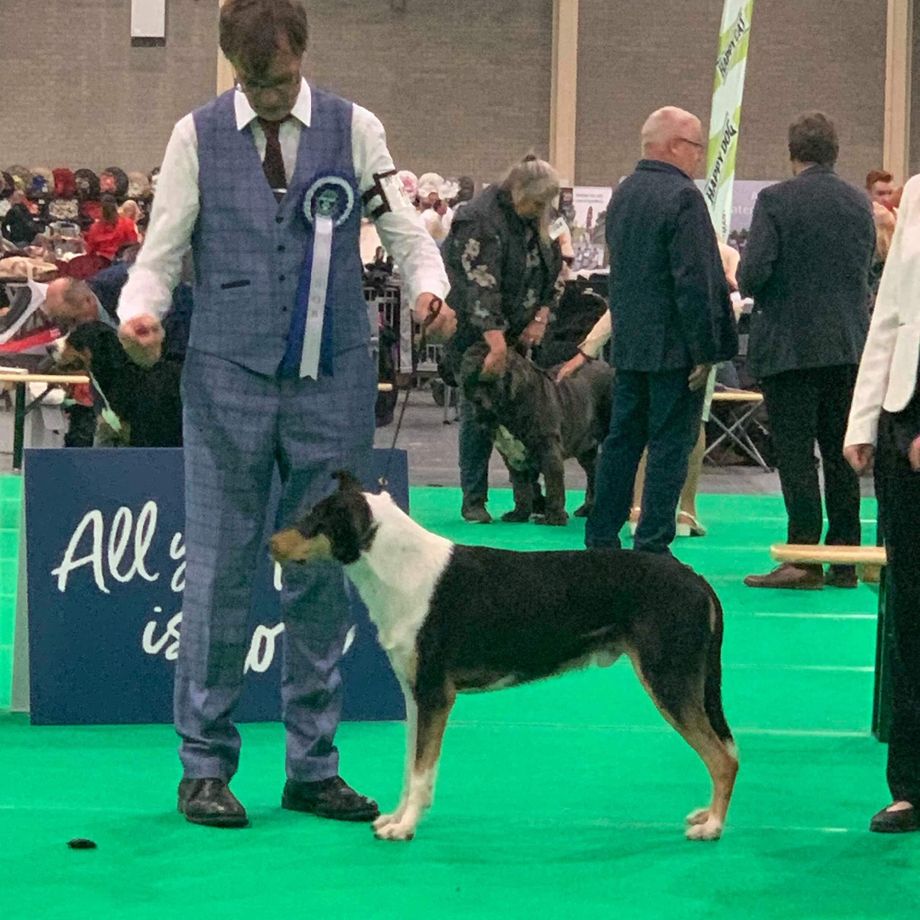 Big Congratulations 

MultiCh Straightline's Secret Love at Seanchrois 
Best Male Winning Class CAC BOB. New Dutch Champion 🏆