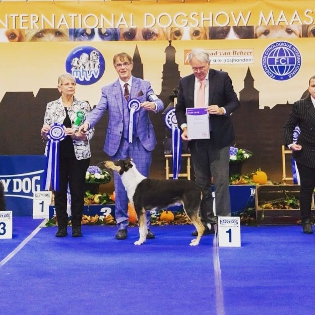 Big Congratulations to Sean O Briain Ireland
MultiCh Straightline's Secret Love at Seanchrois 
CAC CACIB BOB and BIG 1 