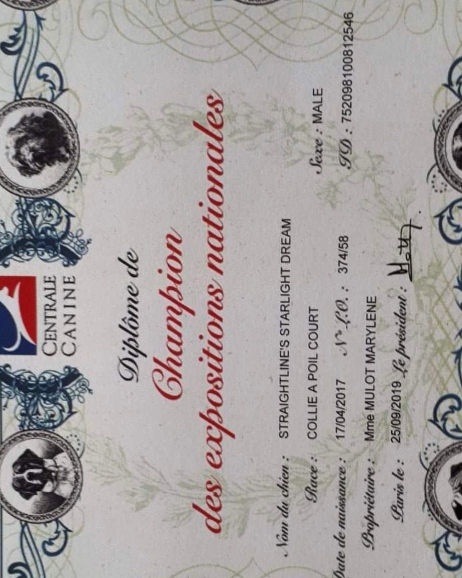 Big Congratulations to Pascal Mulot in France
CH Straightline's Starlight Dream. FR CH 
