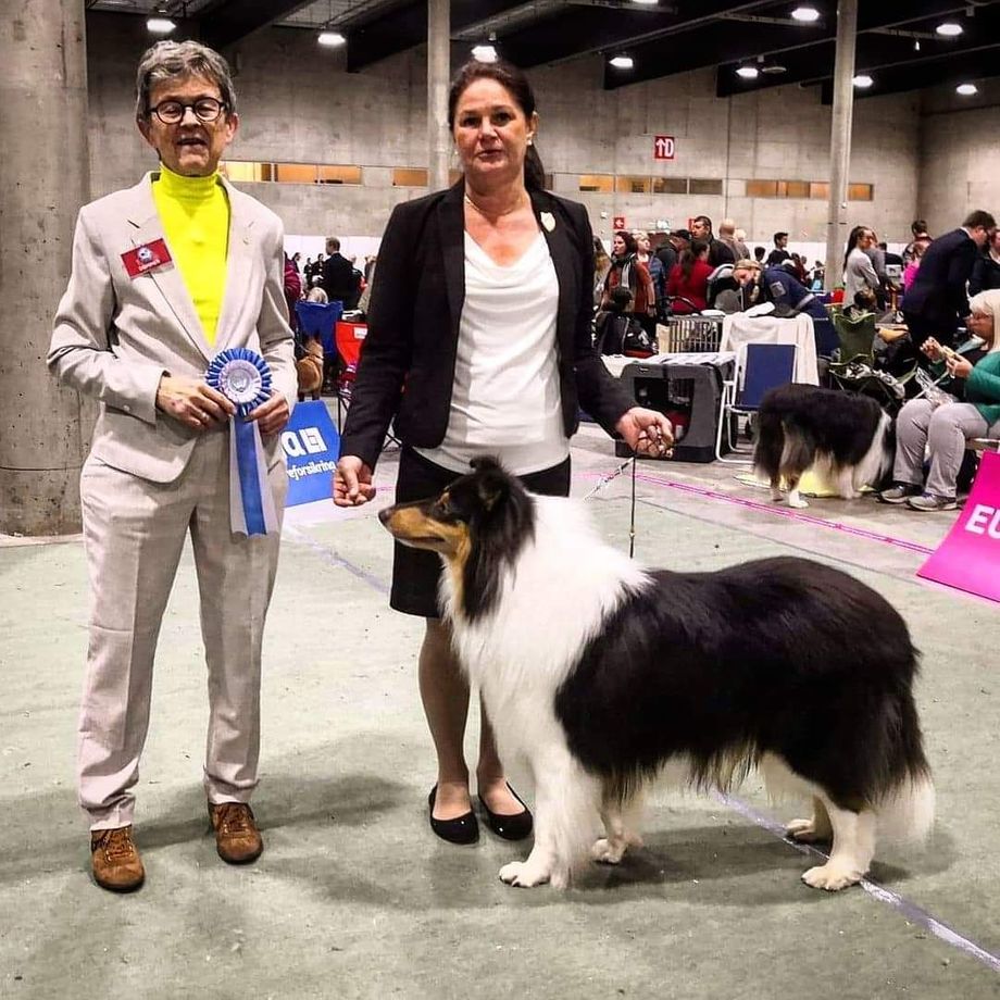 Nordic Dogs4All NKK Norsk Vinnar Utställning Lilleström
Straightline's Tip Top Bästa Junior hane excellent Champion Quality. 
NJV 19.2a bästa hane Segrarklass ReservCert ReservNordic Cert.

Straightline's Savannah Spirit best female Open Class Excellent Champion Quality. 