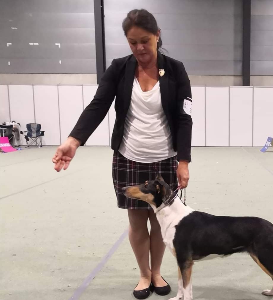 IDS Dogs4All NKK Lilleström
Straightline's Savannah Spirit best female Open Class Excellent Champion Quality 
Second best female Winning Class CAC. Reserve CACIB 