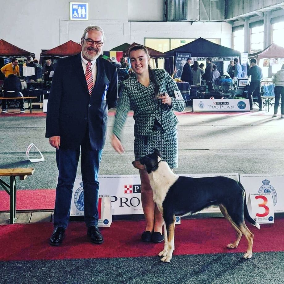 Big Congratulations to Sean O Briain Ireland 🏆

New Belgian Ch.Belgian Winner 19 🏆🏆🏆❤️

At the International dog show in Brussels today (Int) Multi ch Straightlines Secret Love at Seanchrois Multi Winner was 1st ch dog cac cac/cacib and Bob and now Belgian Ch subject to confirmation and also Belgian Winner 19 title. 🏆