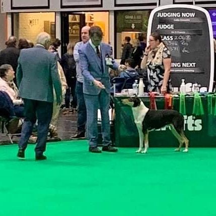 Big Congratulations to Sean Ireland
Int. Ch Multi Ch Straightlines Secret Love at Seanchrois 
Reserve best Male Crufts 2020 